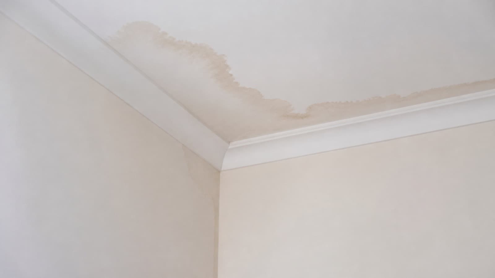 A ceiling corner with a water stain spreading from the wall junction.